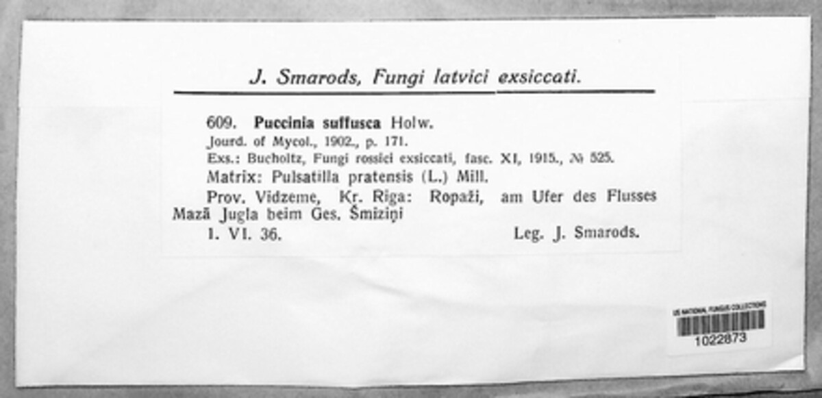 Tranzschelia pulsatillae image